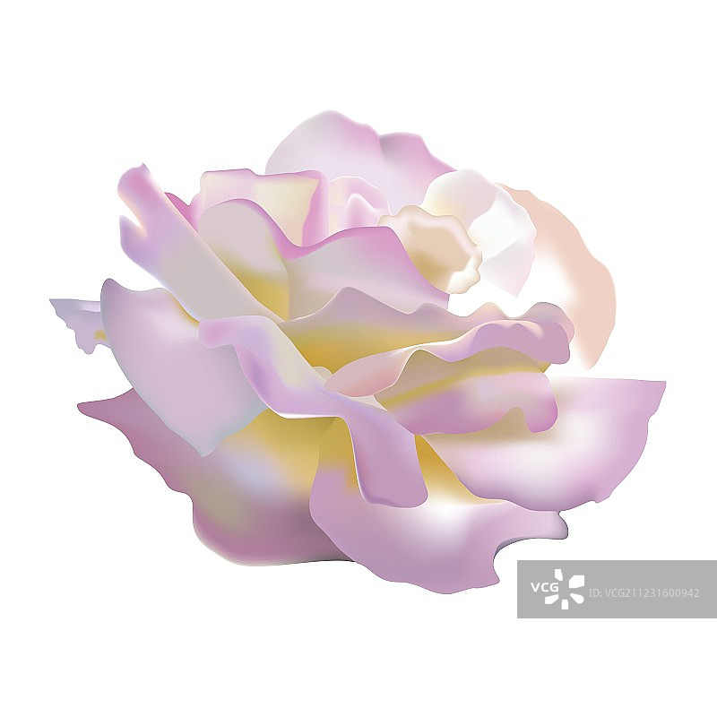 玫瑰花瓣图片素材