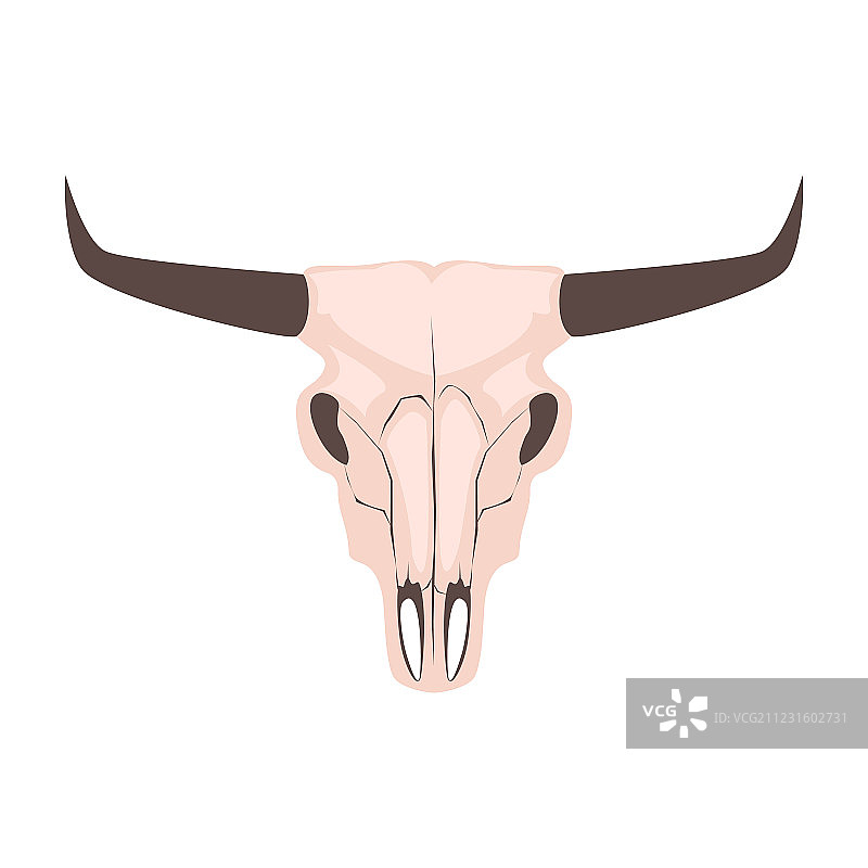 长角牛头骨图片素材