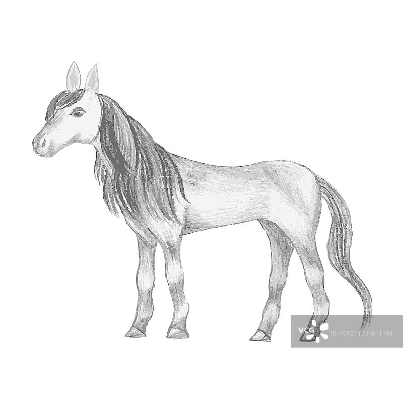 手绘母马铅笔画图片素材