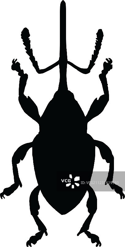 象鼻虫图片素材