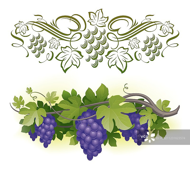 葡萄藤上成熟的葡萄图片素材