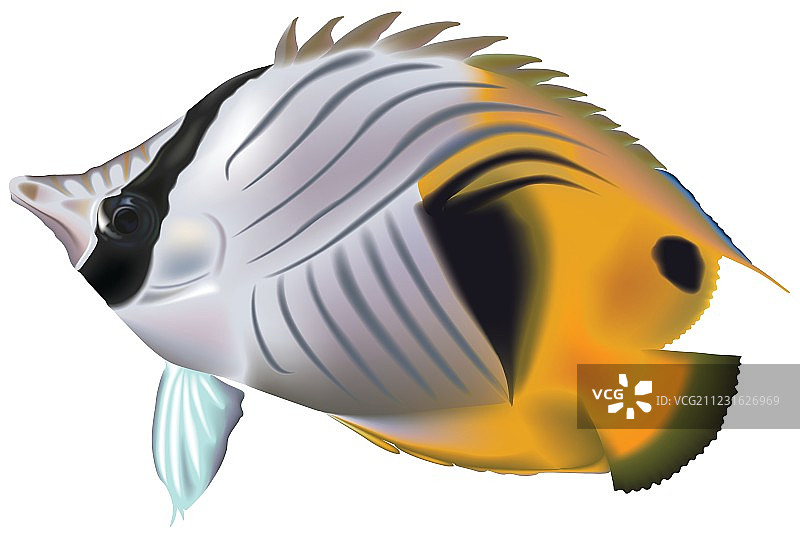 蝴蝶鱼图片素材