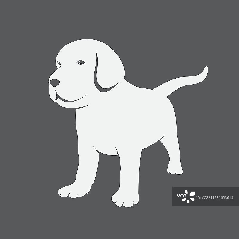 拉布拉多犬图片素材