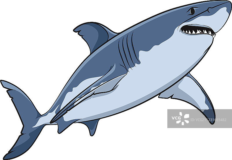 大白鲨绘画图片素材