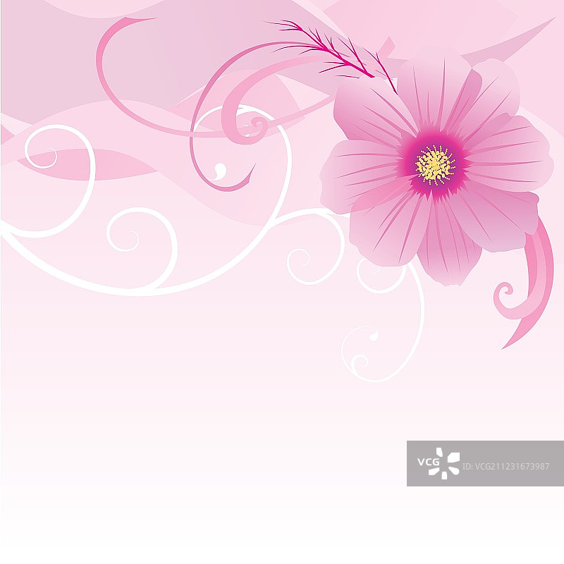 波斯菊花矢量插画图片素材