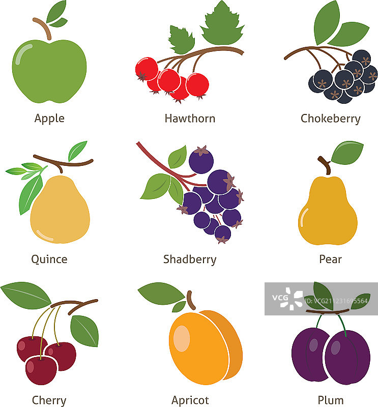 水果和浆果图片素材