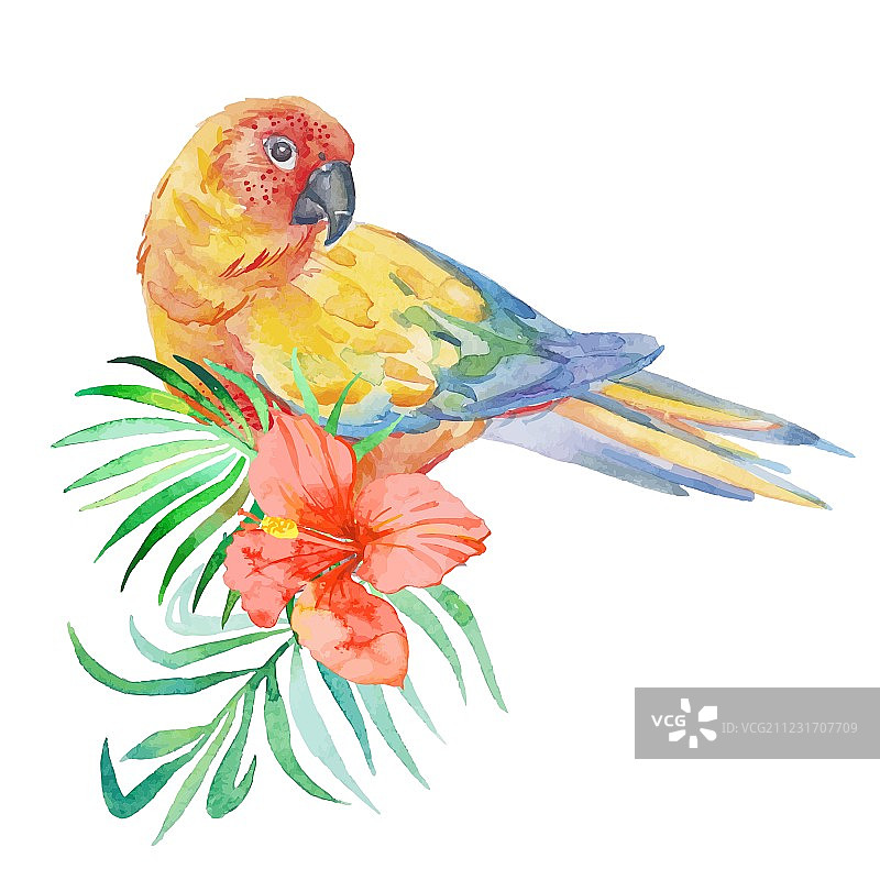 白色背景下的热带鸟类棕榈图片素材