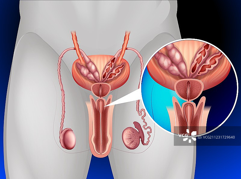 男性生殖系统图片素材