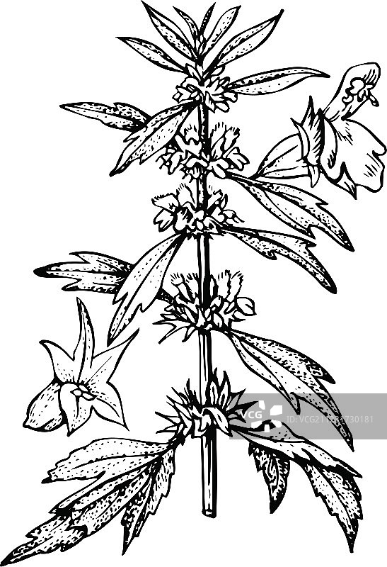 益母草植物图片素材