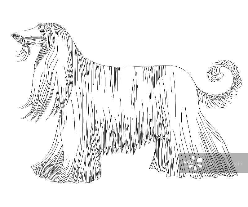 阿富汗猎犬图片素材