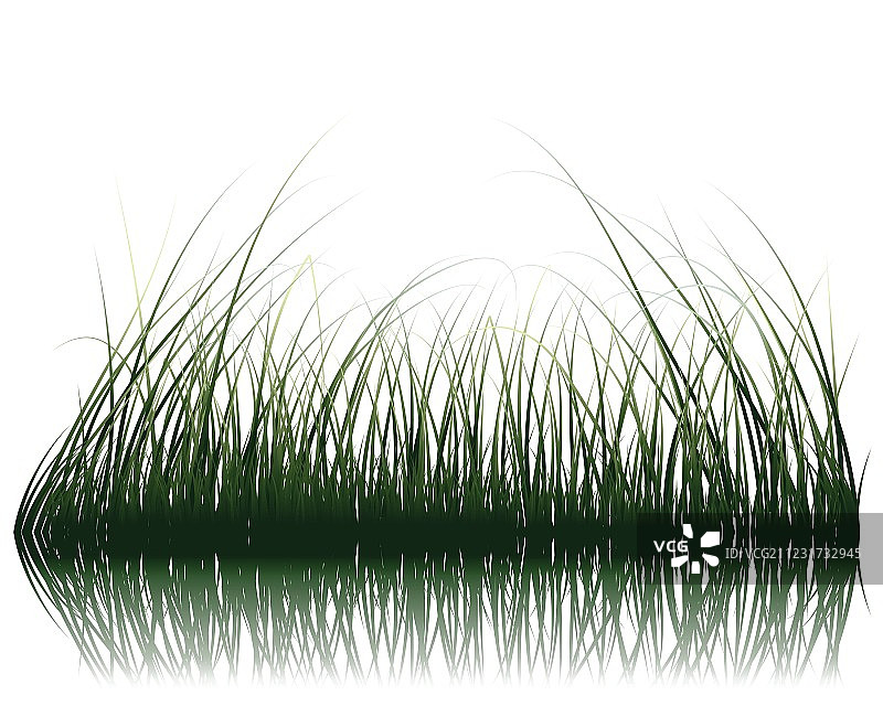 水面上的草图片素材