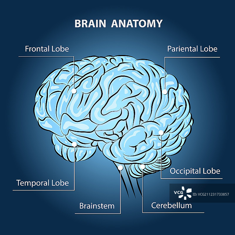 大脑解剖图片素材