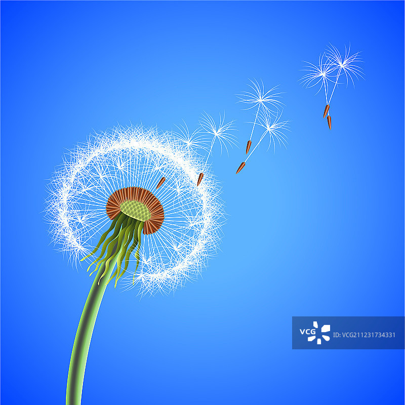 蒲公英种子飘散背景图片素材