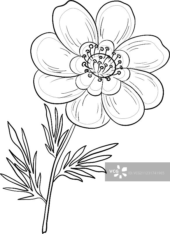 花卉轮廓图片素材