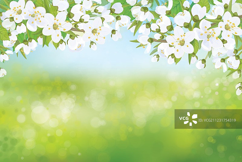 盛开的春季树木图片素材