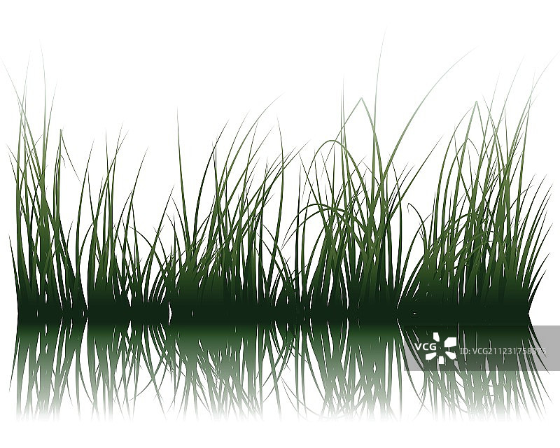 水面上的草图片素材