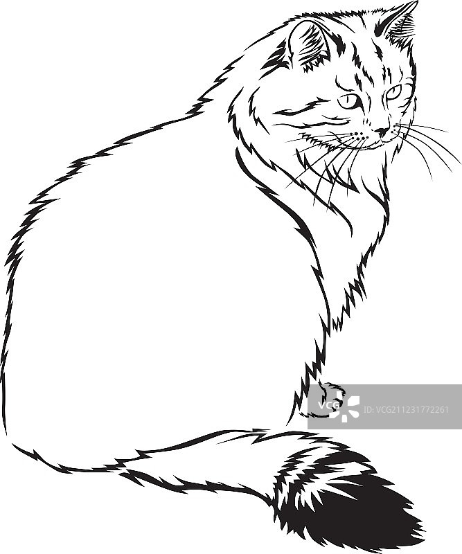 猫轮廓图片素材
