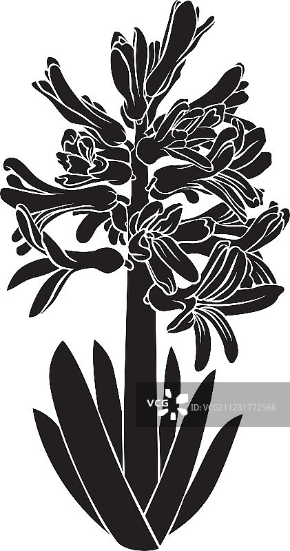 风信子轮廓图片素材