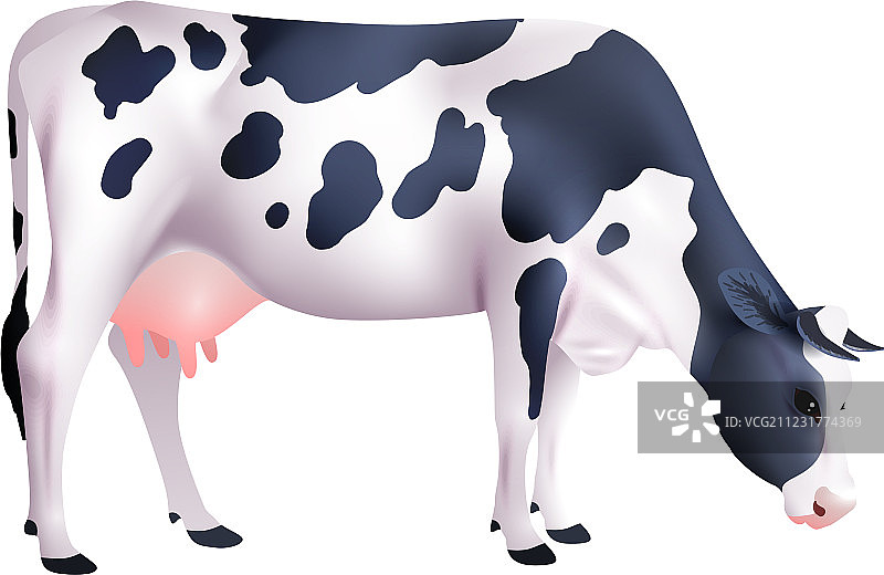 逼真的奶牛图片素材