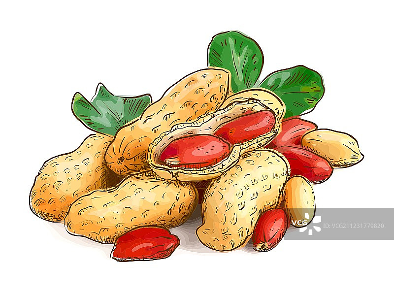 花生图片素材