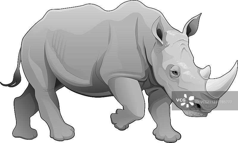 犀牛图片素材