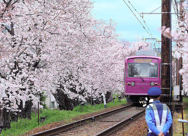 京都的兰登列车与樱花隧道，日本图片素材