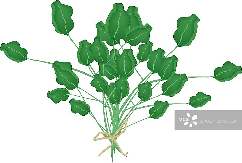 白色背景上的新鲜绿色豆瓣菜图片素材