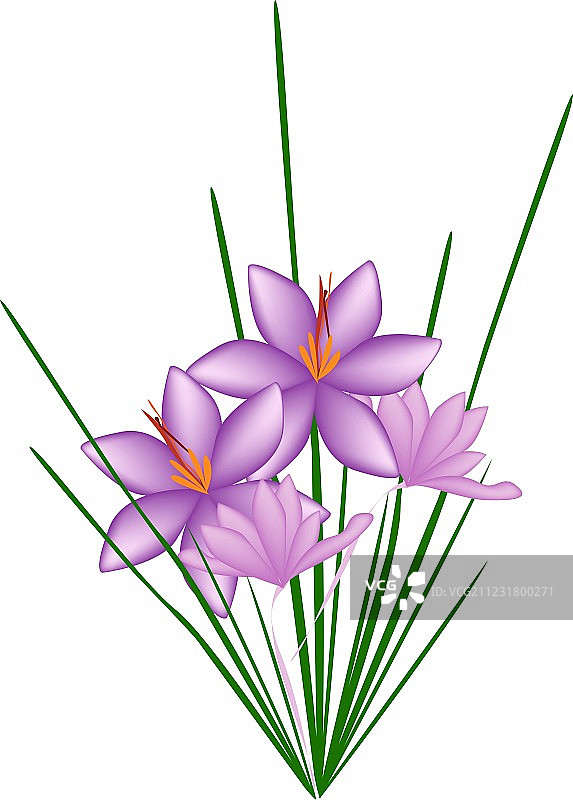 白色背景上的紫色番红花图片素材