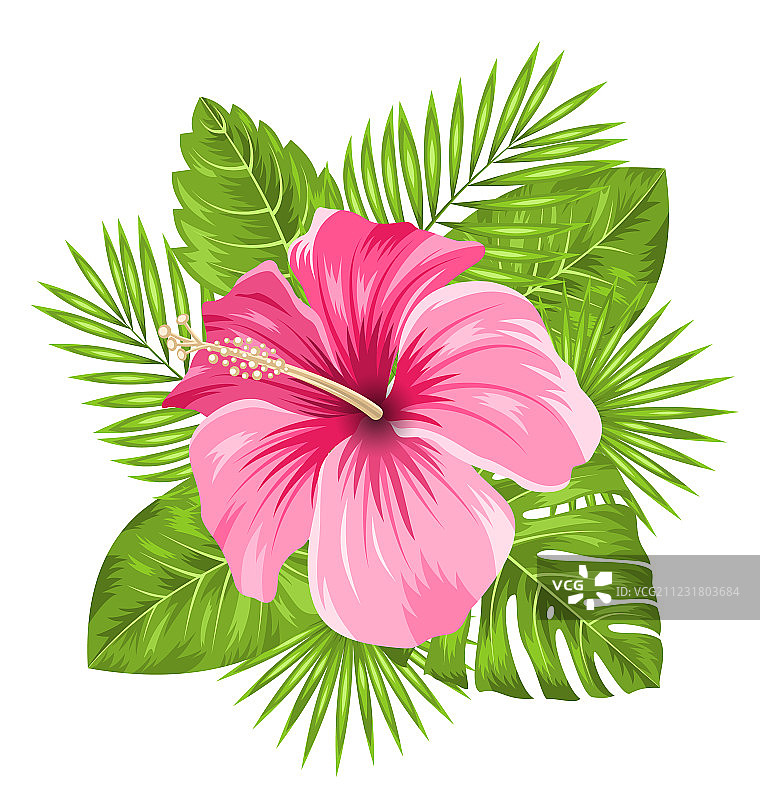 盛开的美丽粉色芙蓉花图片素材