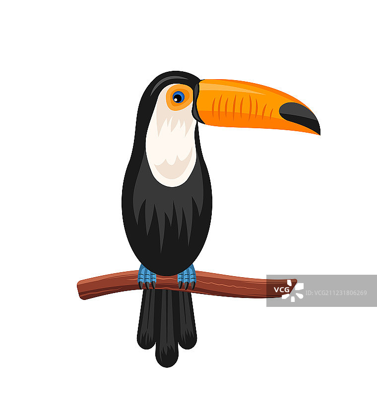 有趣的巨嘴鸟站在树枝上图片素材