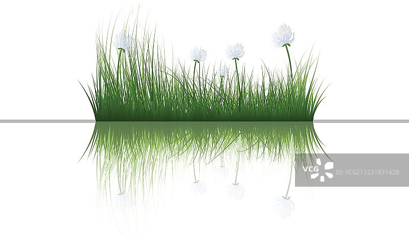 水面上的草图片素材