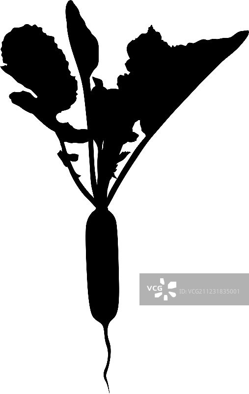 长萝卜图片素材