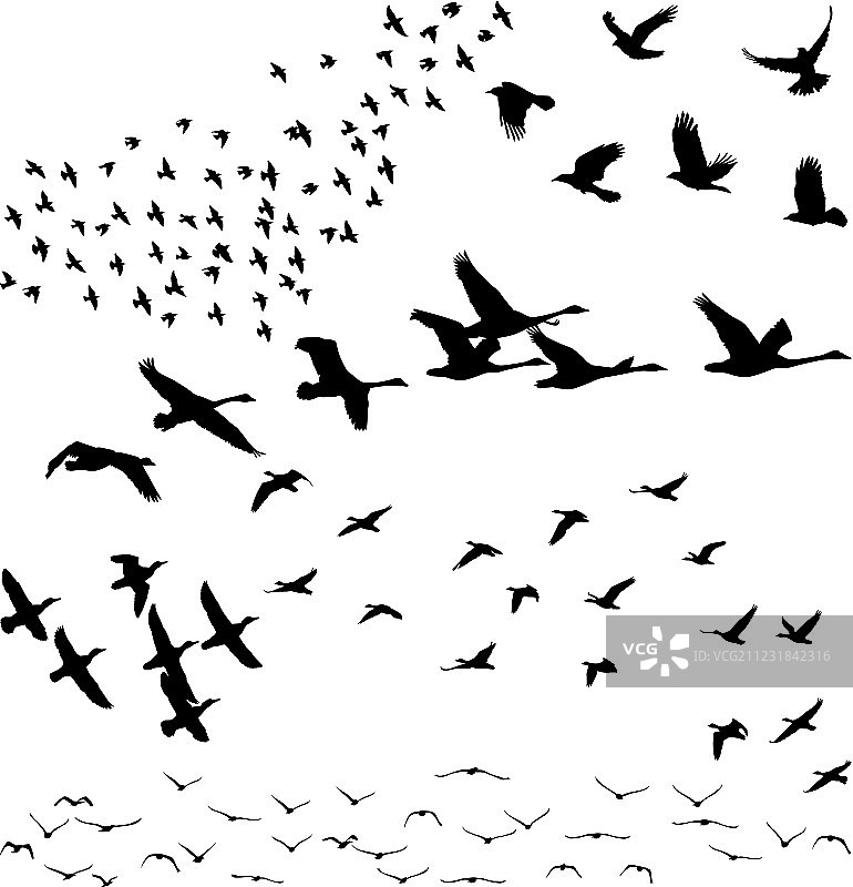 一群鸟的轮廓图片素材