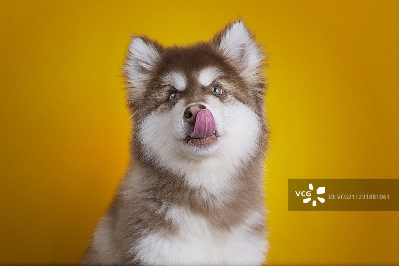 影棚拍摄阿拉斯加犬图片素材