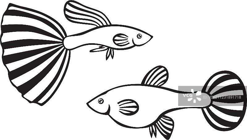 孔雀鱼图片素材