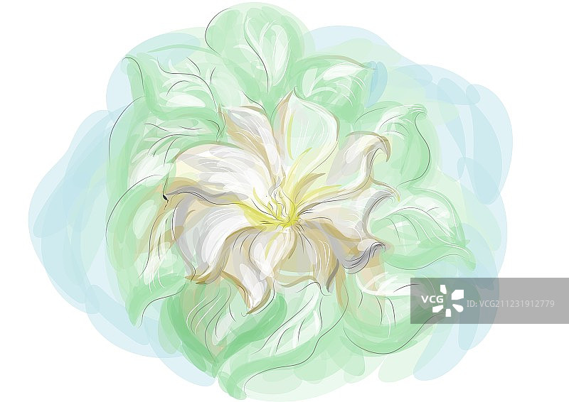 曼陀罗花图片素材