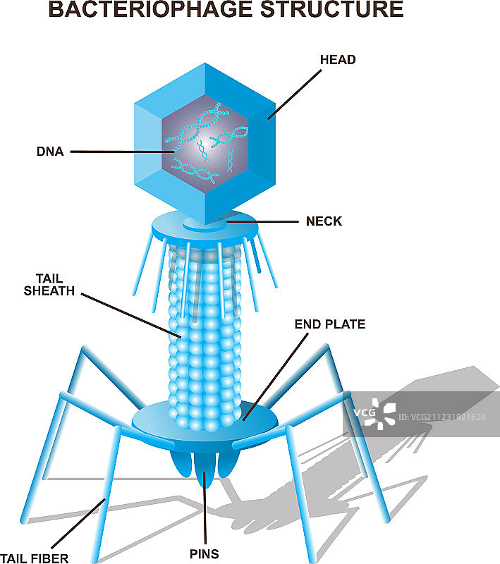 病毒噬菌体模型（孤立）图片素材