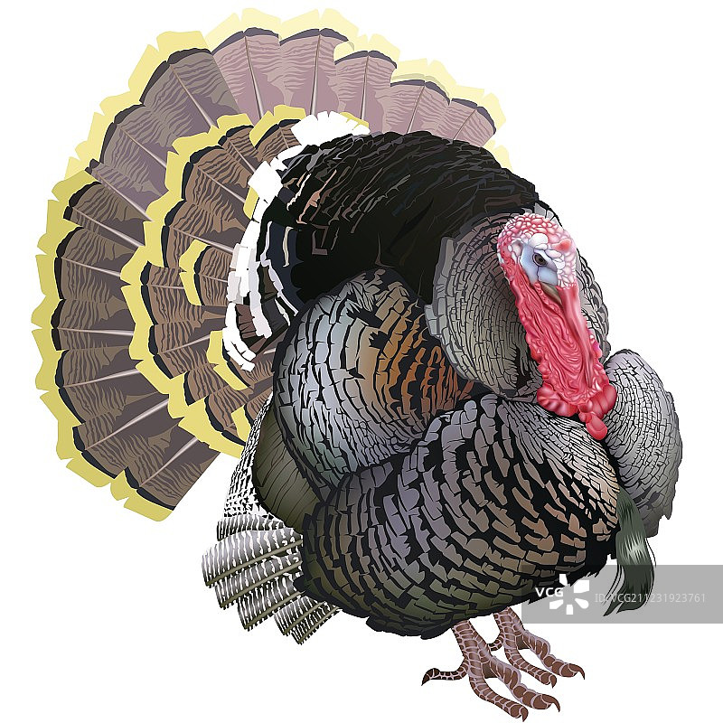 火鸡图片素材