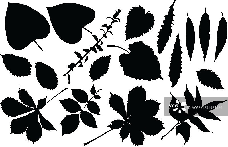 树叶的黑色轮廓图片素材