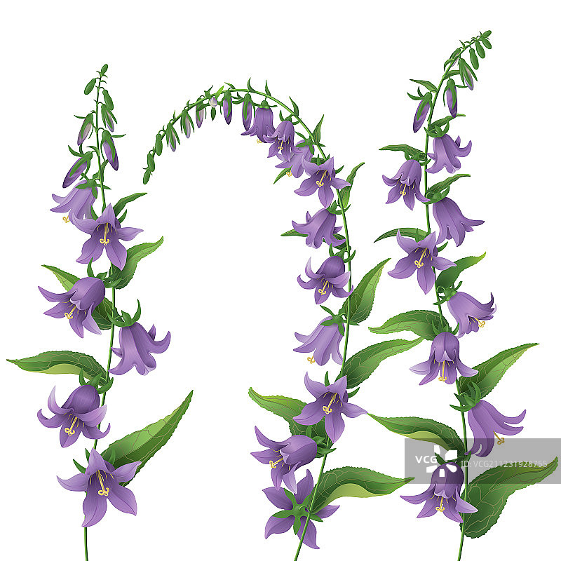 蓝铃花图片素材