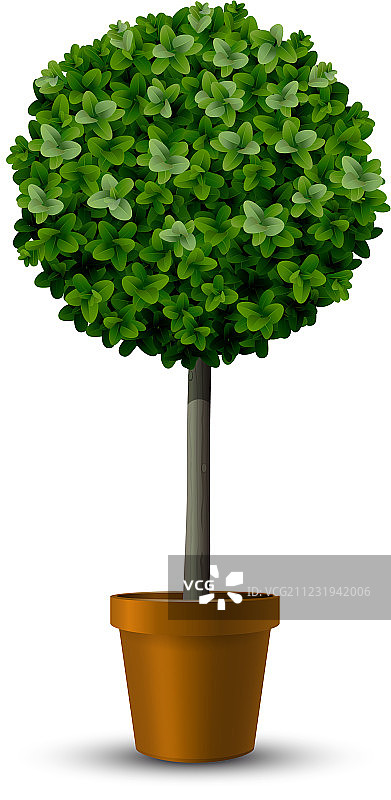 装饰黄杨树图片素材