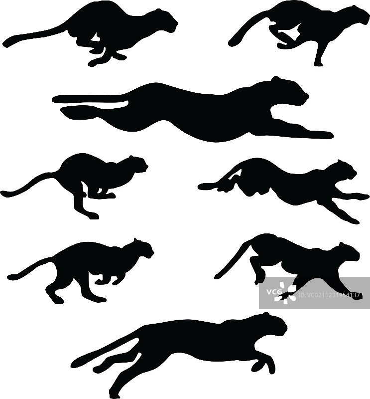 野猫合集图片素材