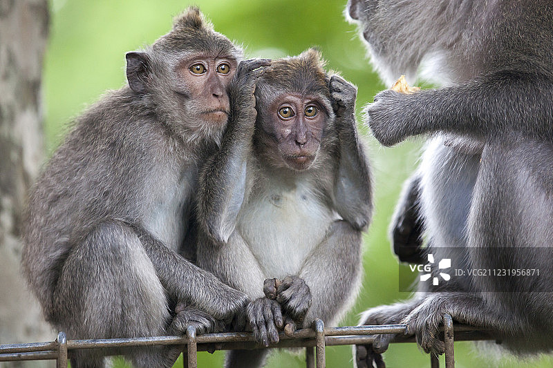 印度尼西亚巴厘岛猴群自然摄影照片图片素材