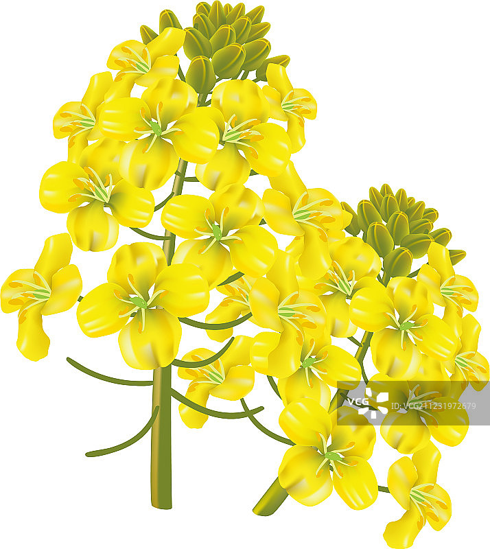 油菜花图片素材