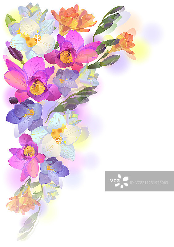 温柔小苍兰鲜花春季贺卡图片素材