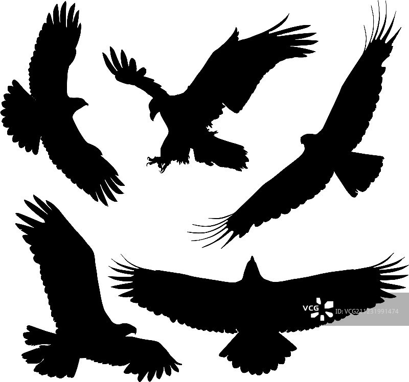 老鹰轮廓图片素材