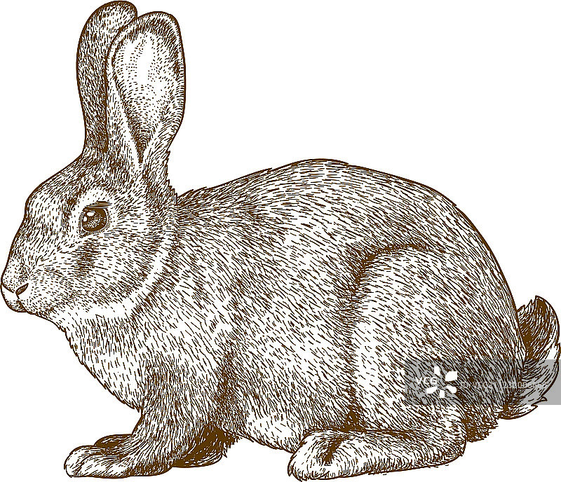 兔子雕刻图片素材