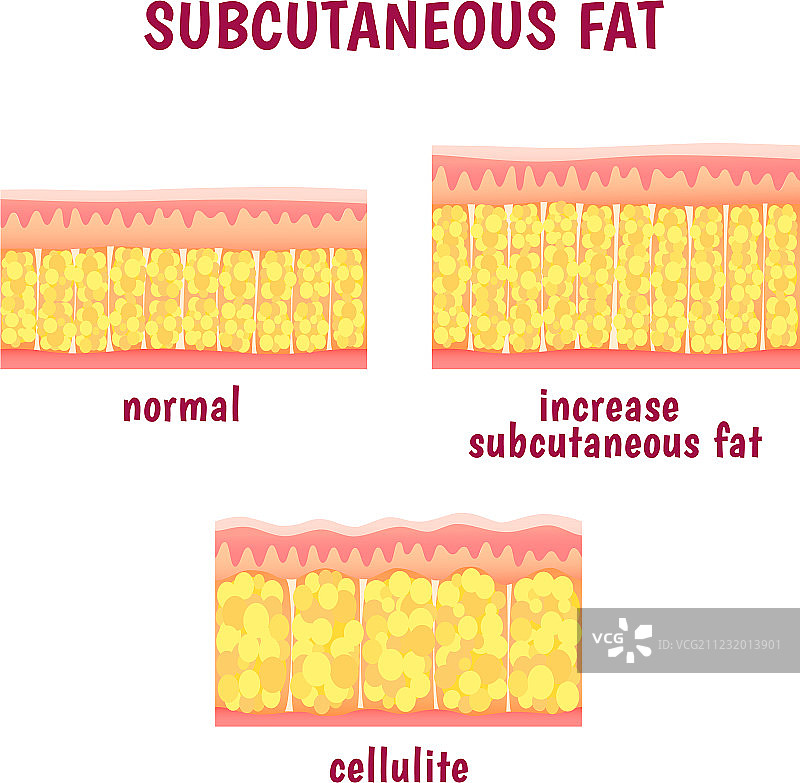 皮下脂肪的皮革截面层图片素材