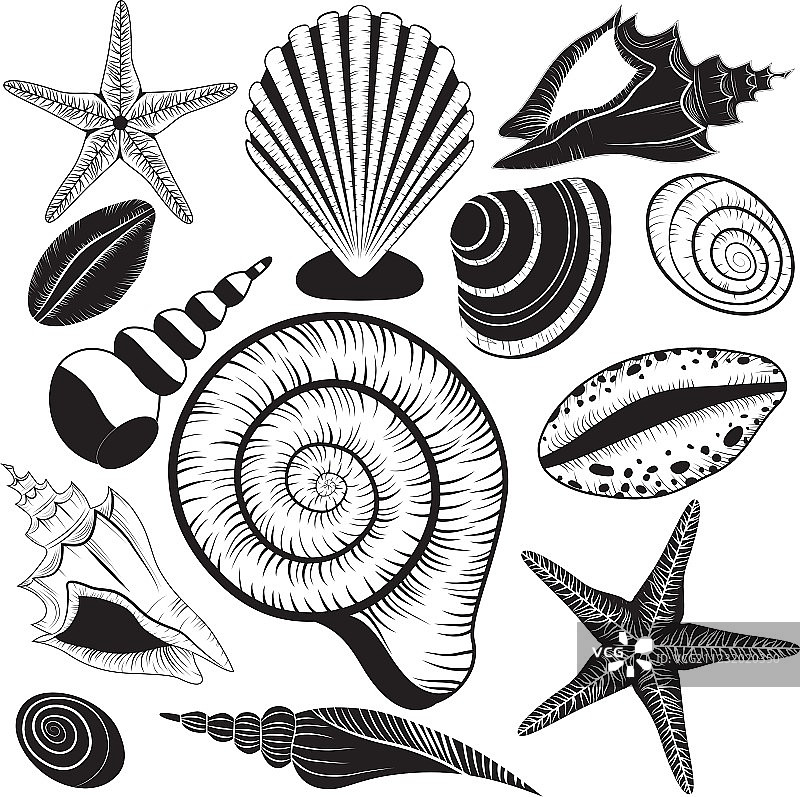 贝壳合集图片素材