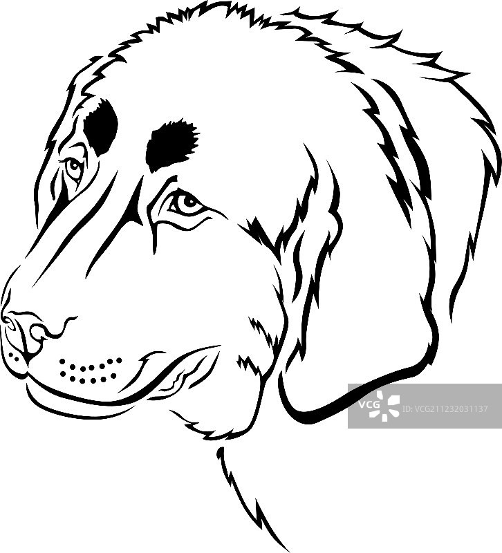 藏獒图片素材